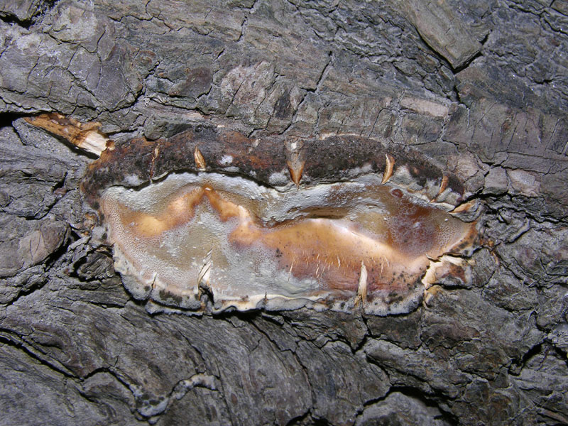 Da determinare  (Bjerkandera fumosa)